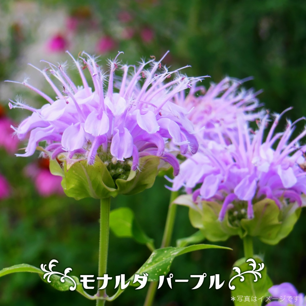 モナルダ パープル 