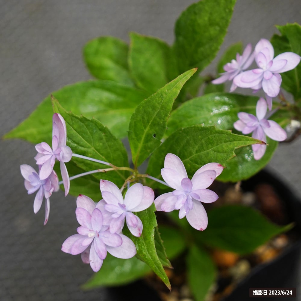 アジサイ 石鎚の光 2