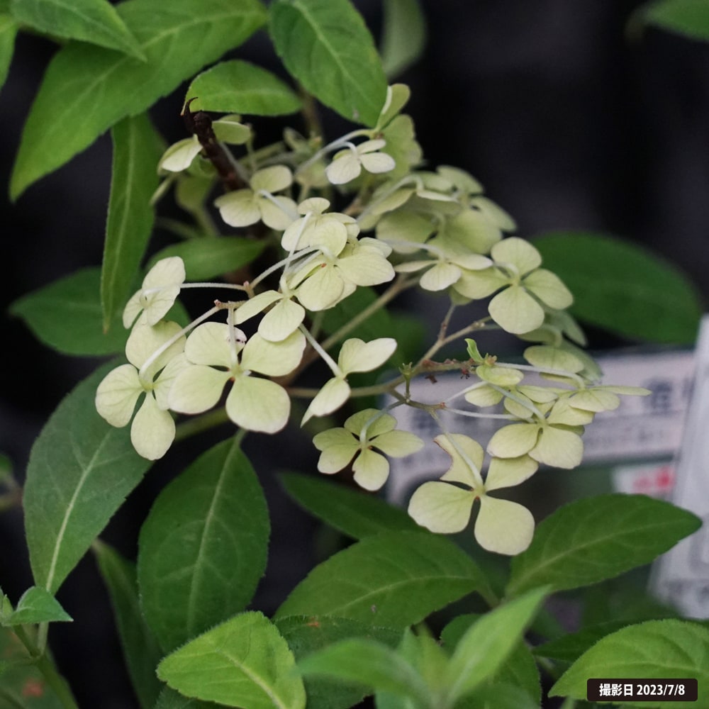 アジサイ 津江の小でまり 3