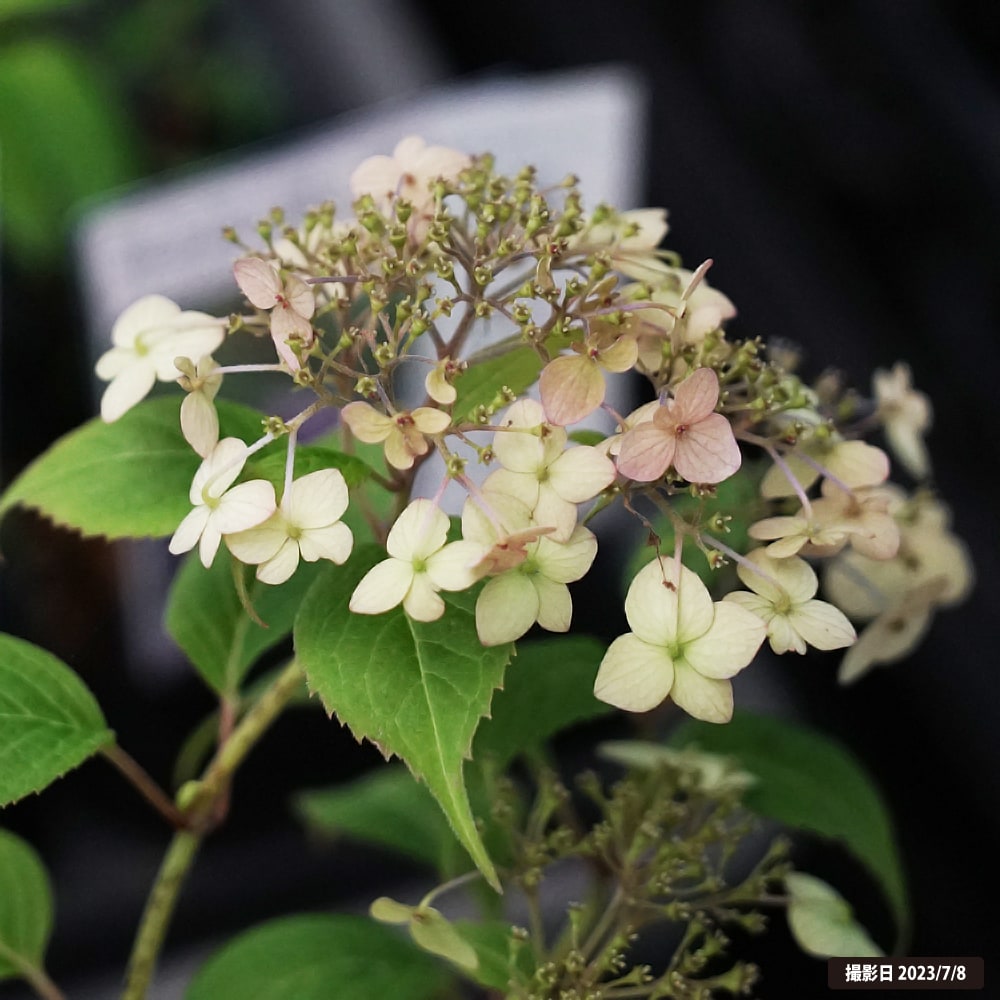 アジサイ 坊ヶ鶴てまり 4