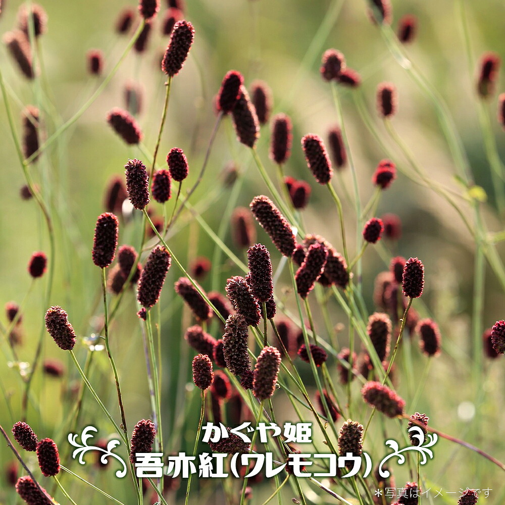 ワレモコウ かぐや姫 