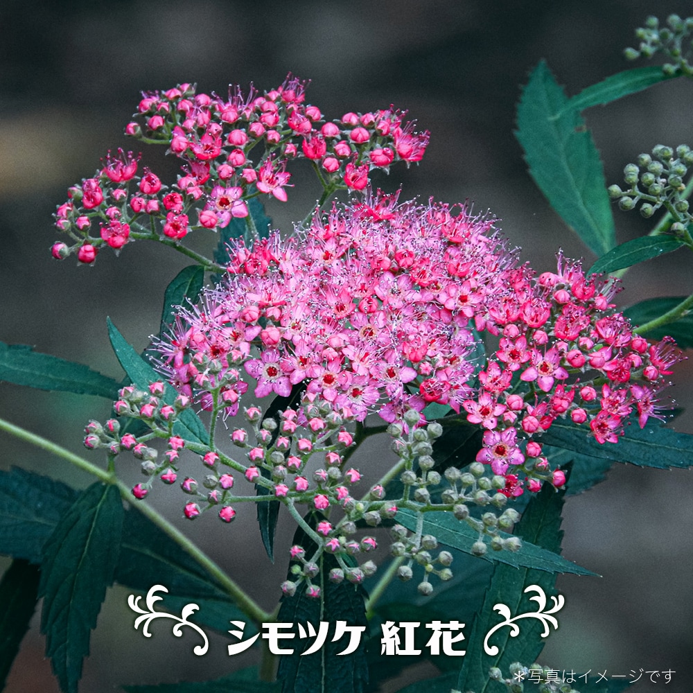 シモツケ 紅花シモツケ 