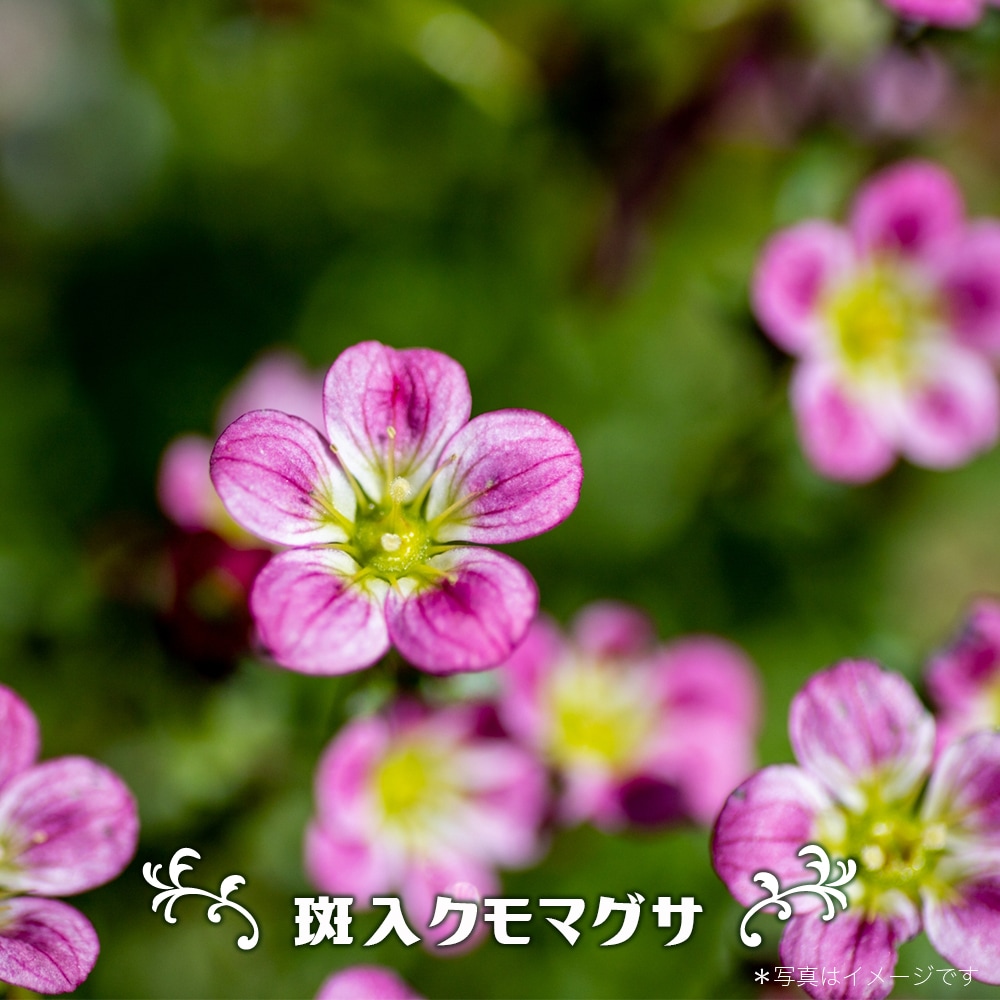 クモマグサ 斑入クモマグサ 