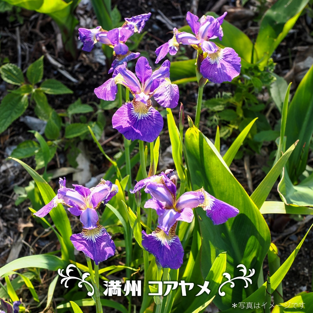 アヤメ 満洲コアヤメ 