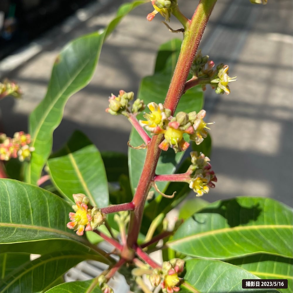 マンゴー キーツ 苗 販売 苗木部 By 花ひろばオンライン