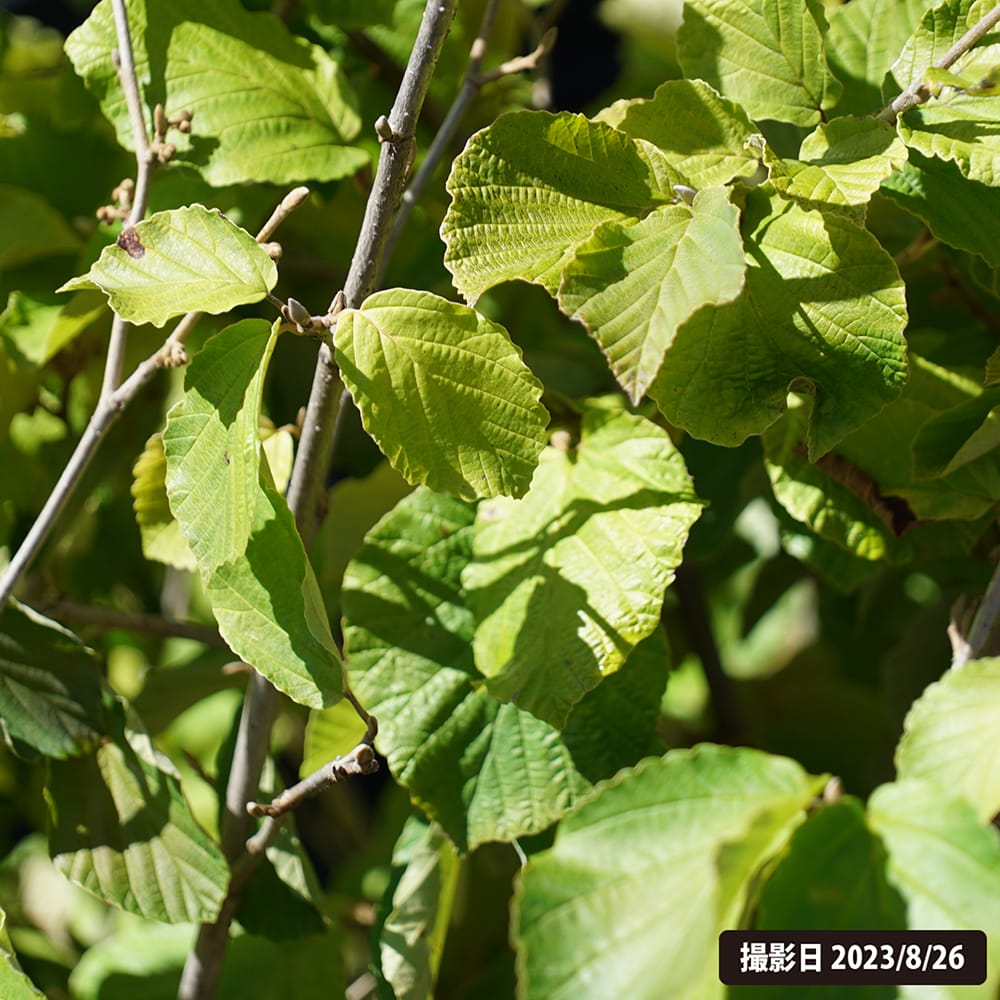 シナマンサク パリダ 5