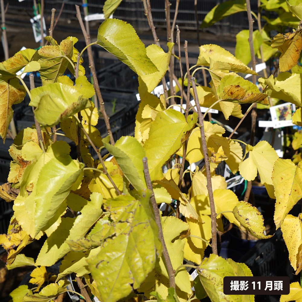 桑（マルベリー） ホワイトベリー 3