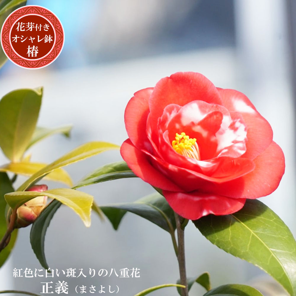 椿 正義 2