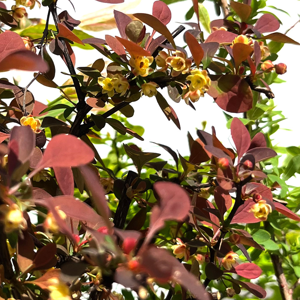 メギ アトロプルプレア 5