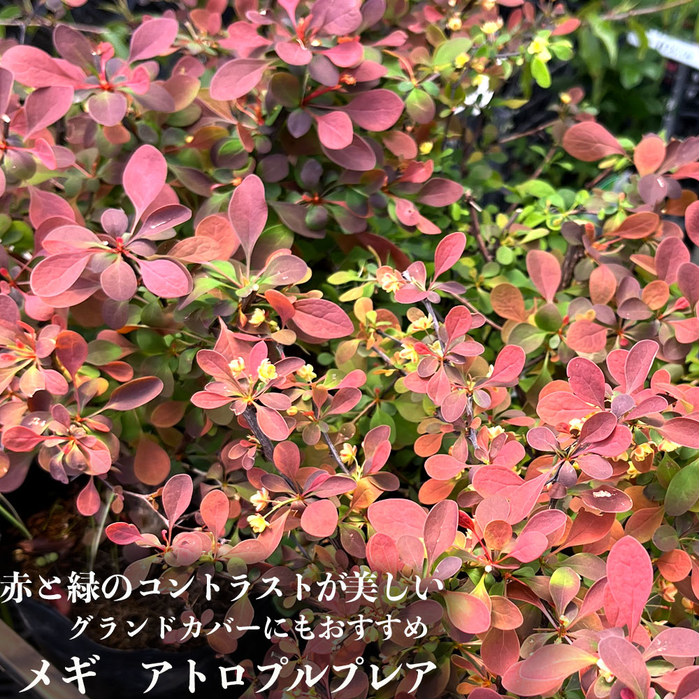 メギ アトロプルプレア 