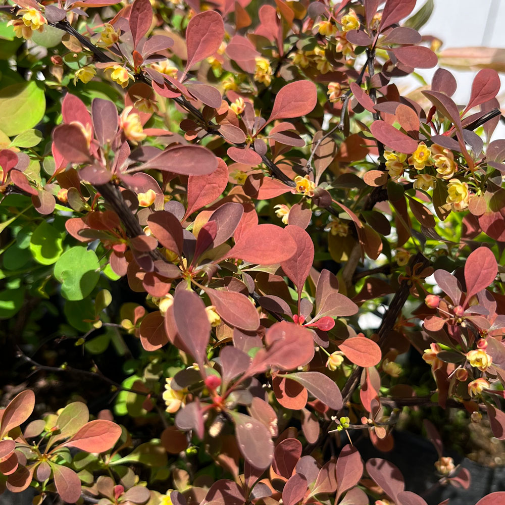 メギ アトロプルプレア 2