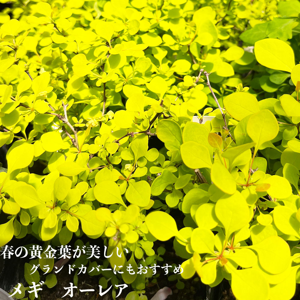 メギ オーレア 3