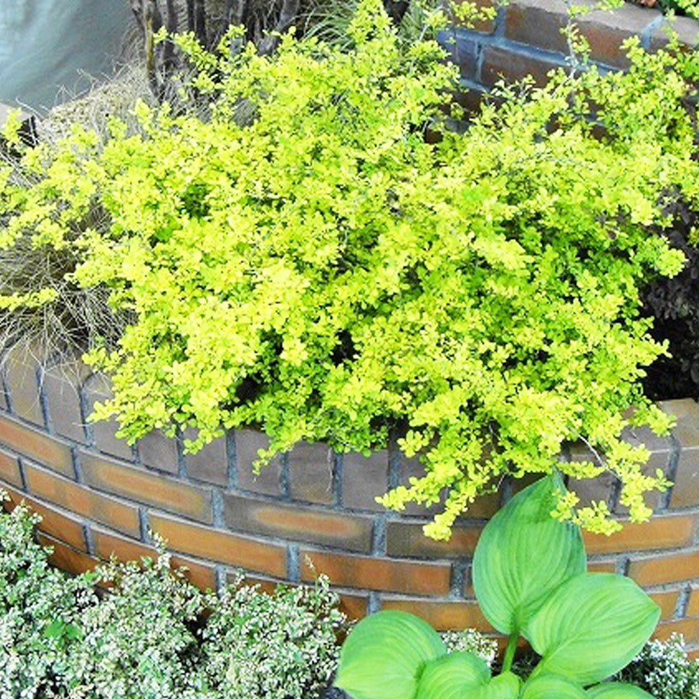 メギ オーレア 4