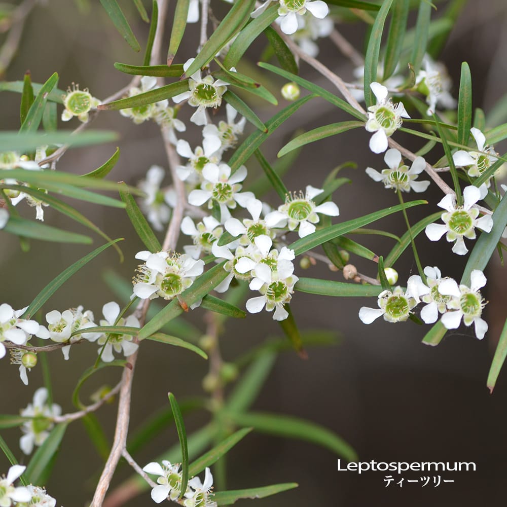 レプトスペルマム ティーツリー 