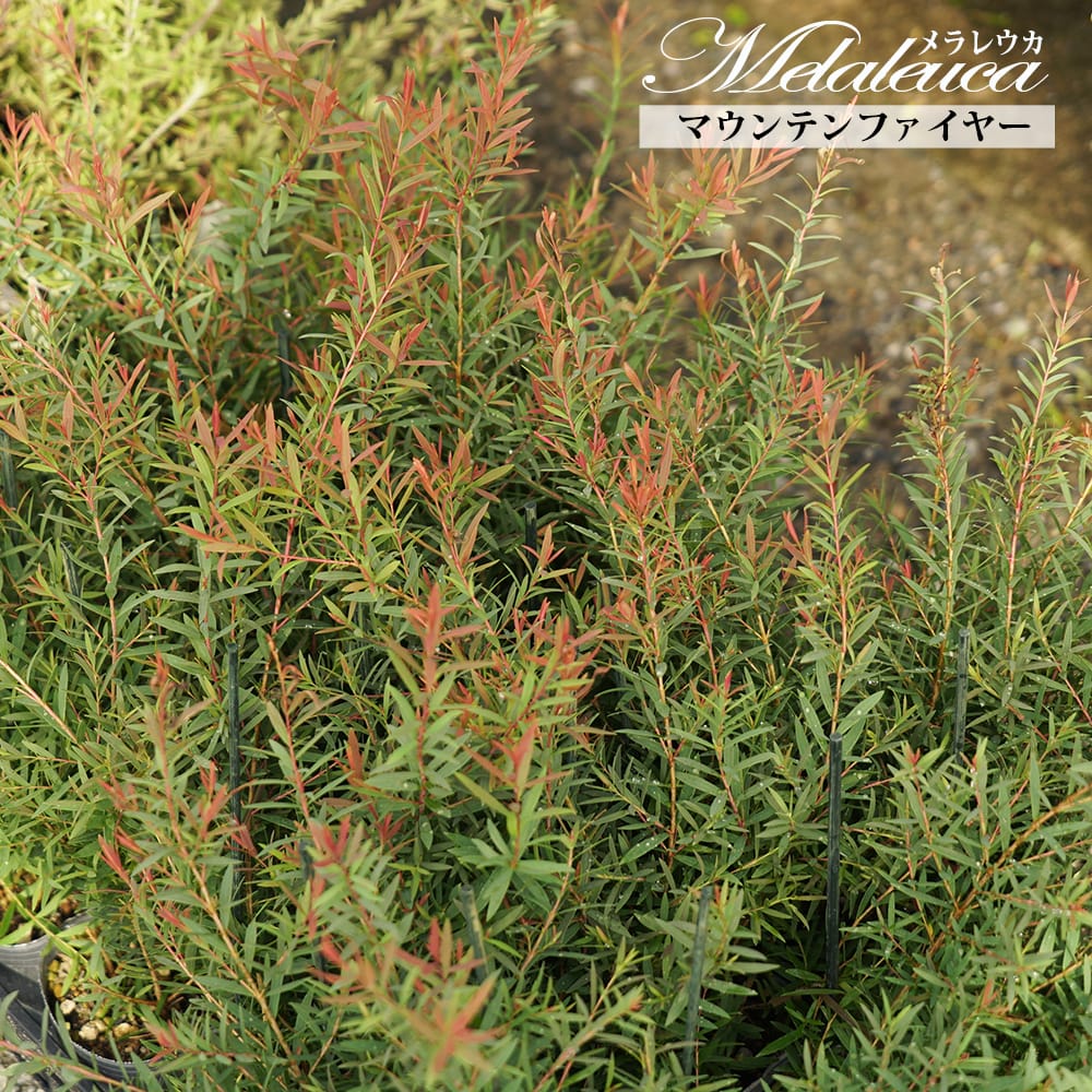 メラレウカ タイムハニーマータル ホワイトレース 