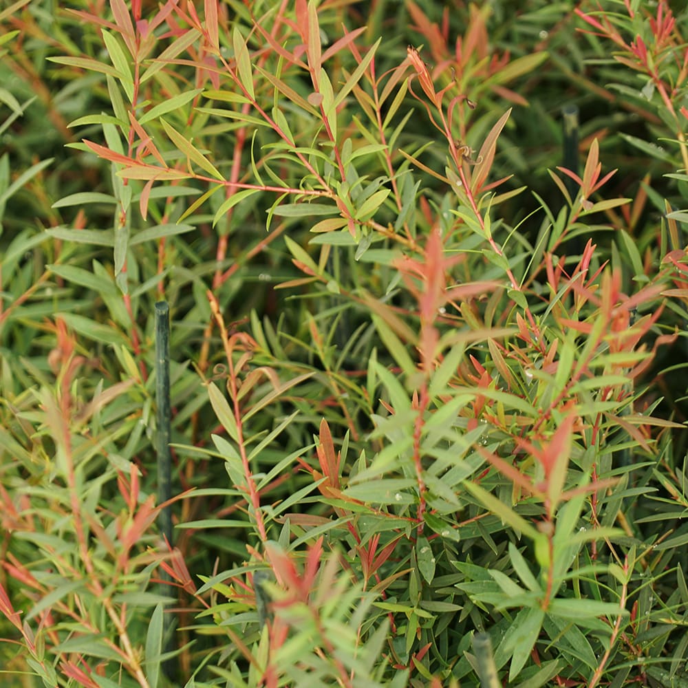 メラレウカ タイムハニーマータル ホワイトレース 1