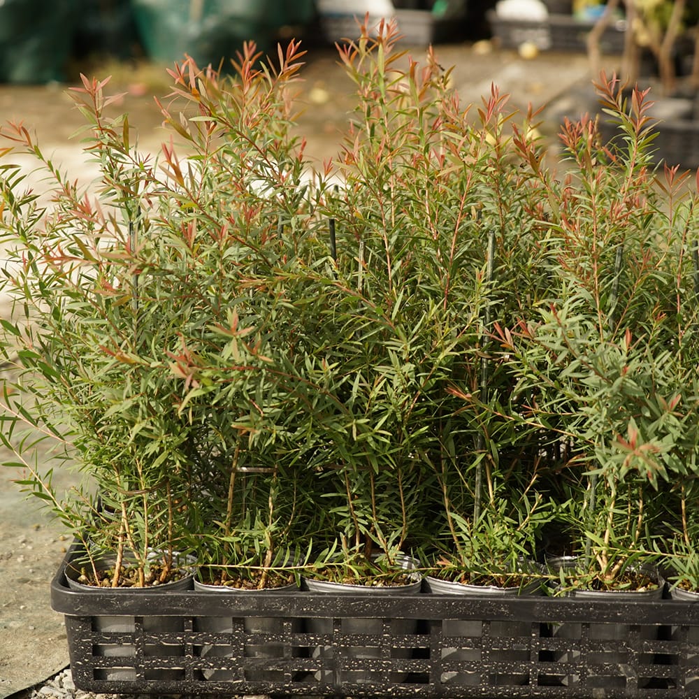 メラレウカ マウンテンファイヤーの通販 苗木部 By 花ひろばオンライン