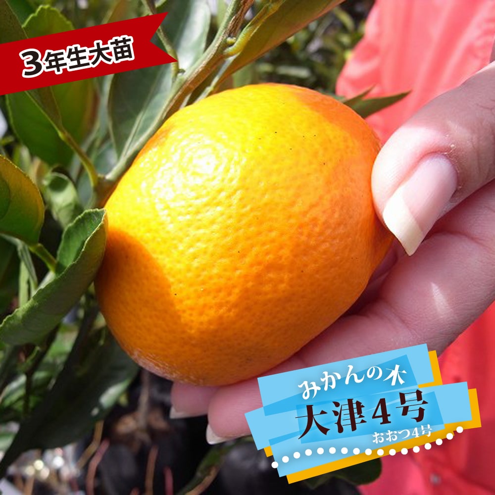 大津4号 温州みかん 苗 通販 苗木部 By 花ひろばオンライン