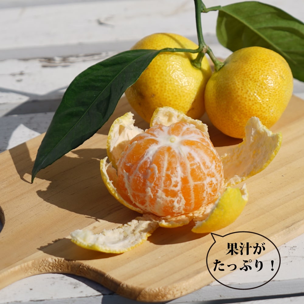 柑橘 温州みかん ゆら早生 苗 販売 苗木部 By 花ひろばオンライン