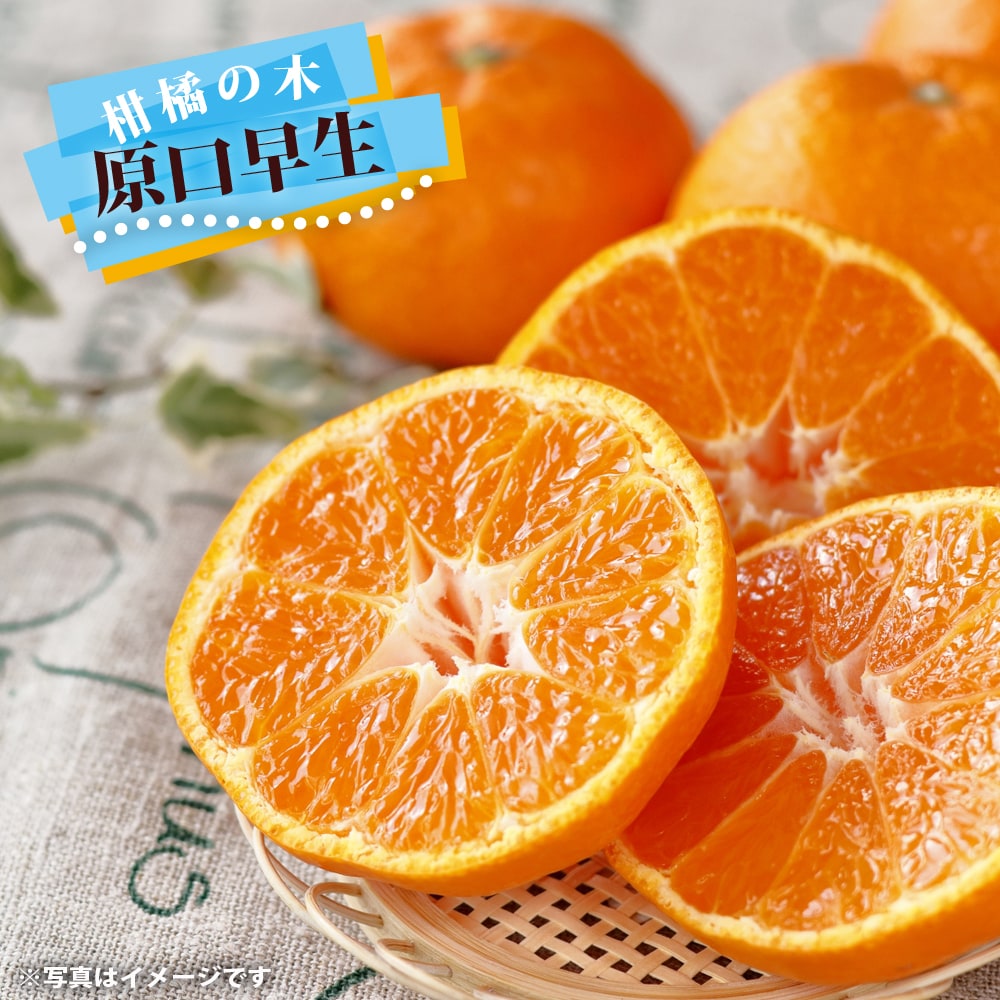 柑橘 原口早生 2