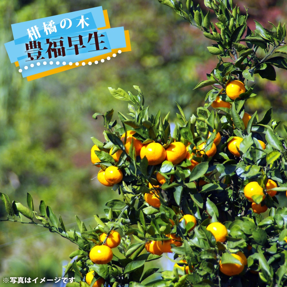 柑橘 果樹苗 実付き 極早生みかん 宮本 特大苗!! みかん 柑橘 極早生 通販 豊福早生 品種の通販 柑橘 果樹苗 実付き 極早生みかん 宮本 特大苗!! みかん 柑橘 極早生 通販 豊福早生 品種の通販