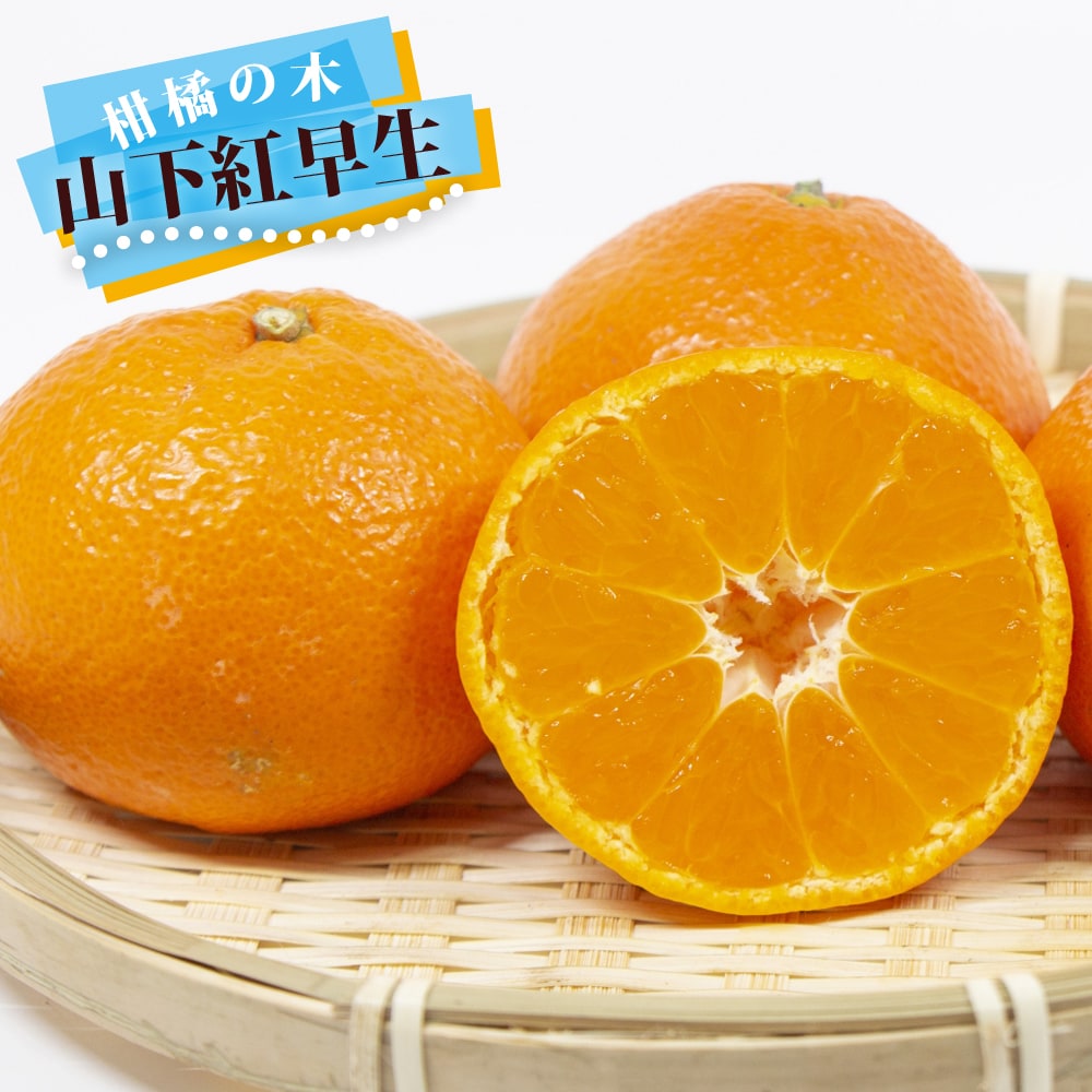 柑橘 山下紅早生 