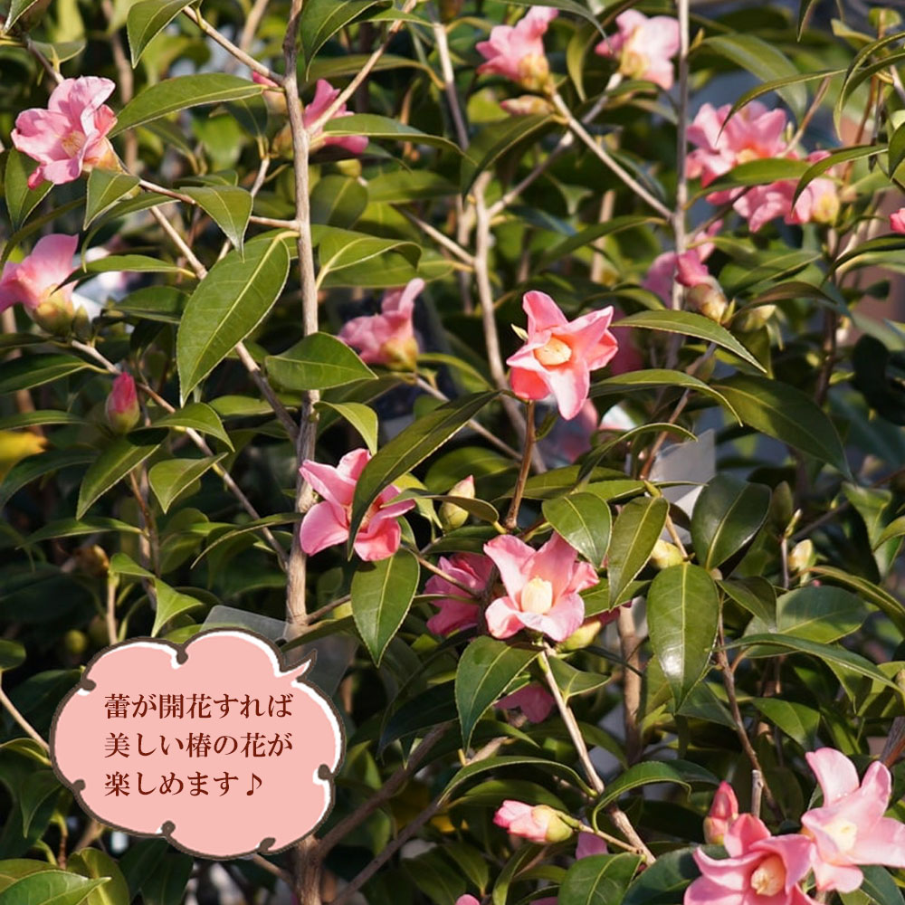 椿 三河数寄屋 2