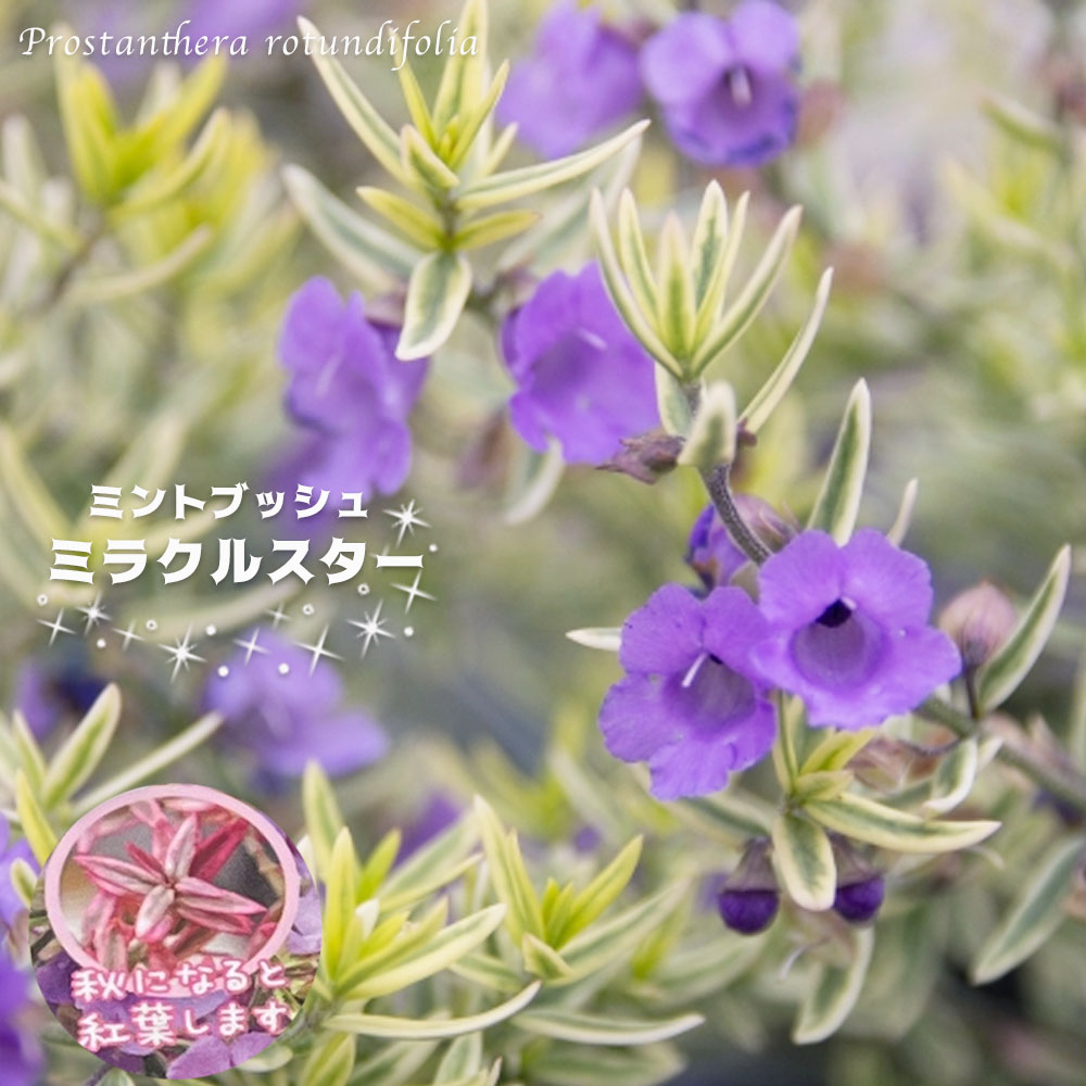 ミントブッシュ ミラクルスター 