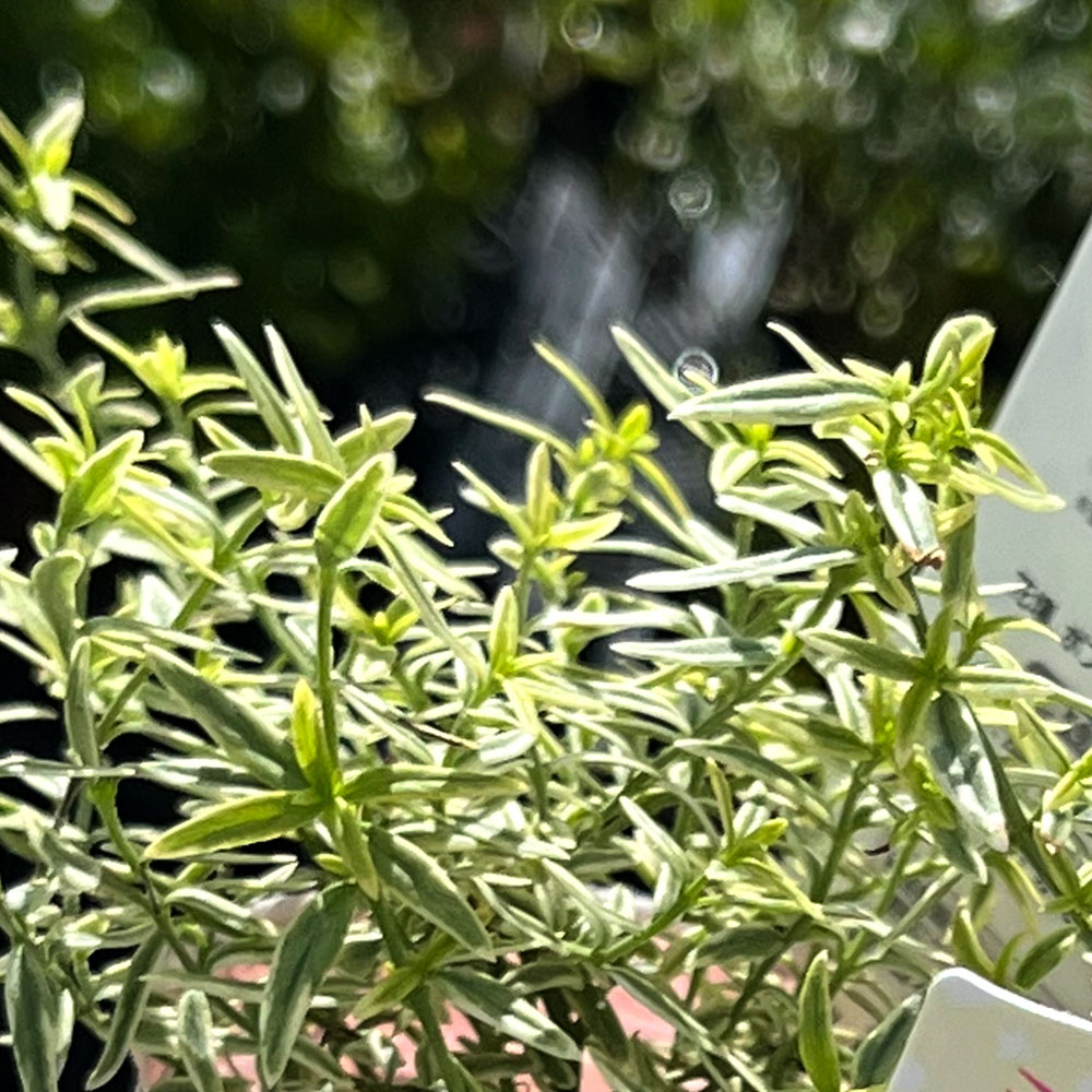 ミントブッシュ ミラクルスター 2