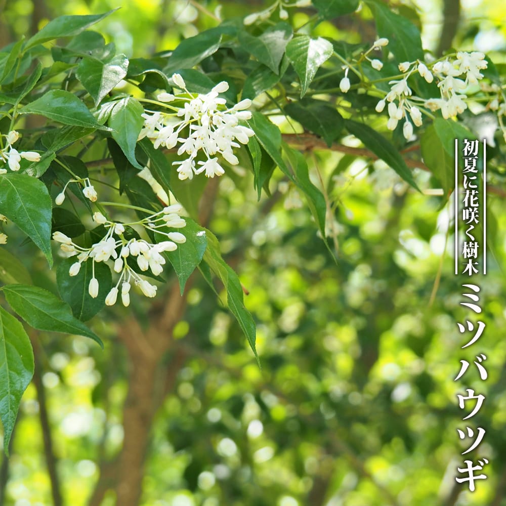 ミツバウツギ