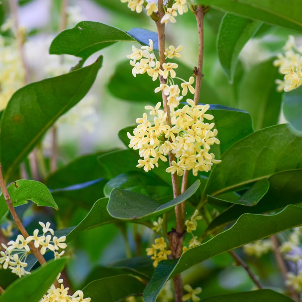 モクセイ ギンモクセイ 1