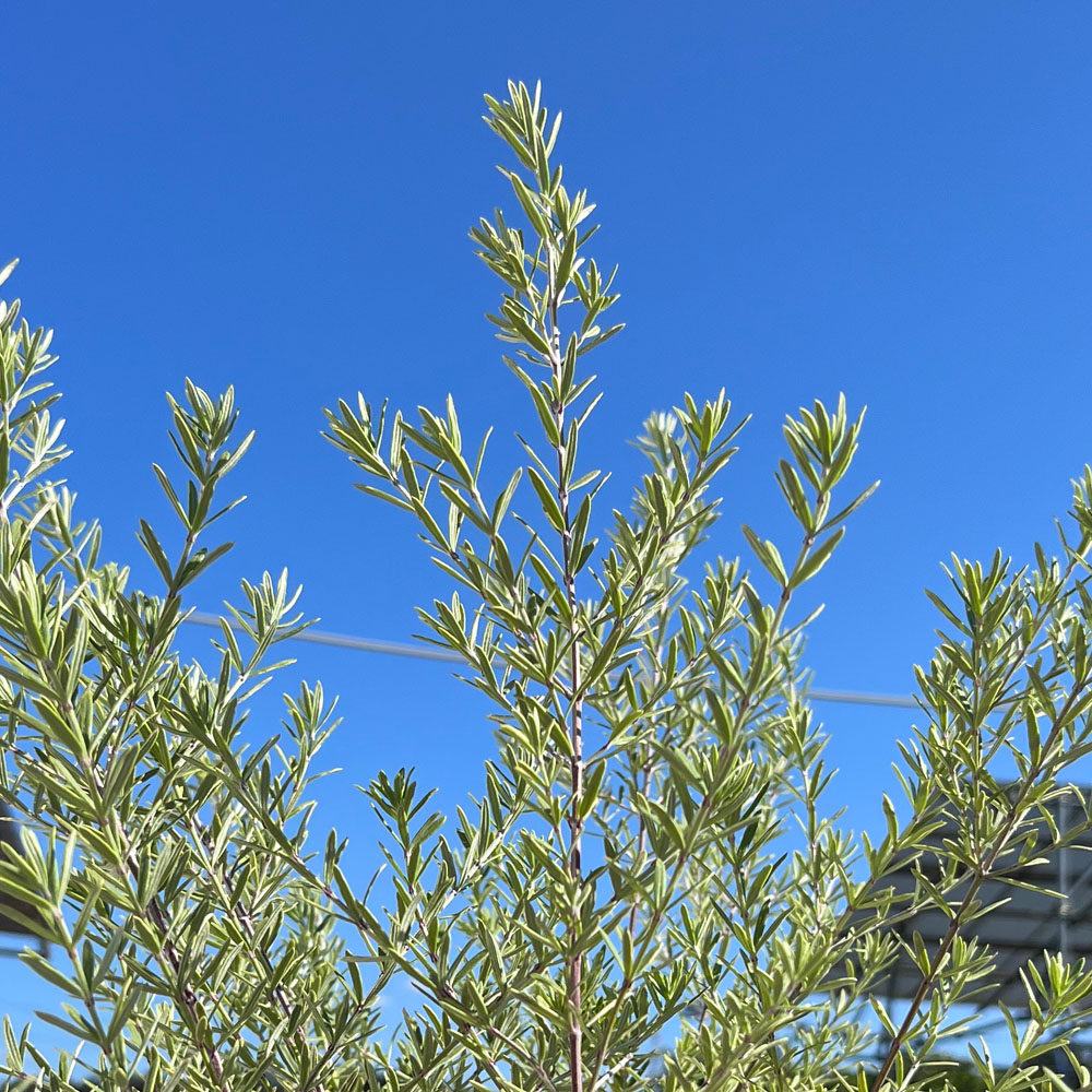 ウエストリンギア モーニングライト 苗 通販 苗木部 By 花ひろばオンライン