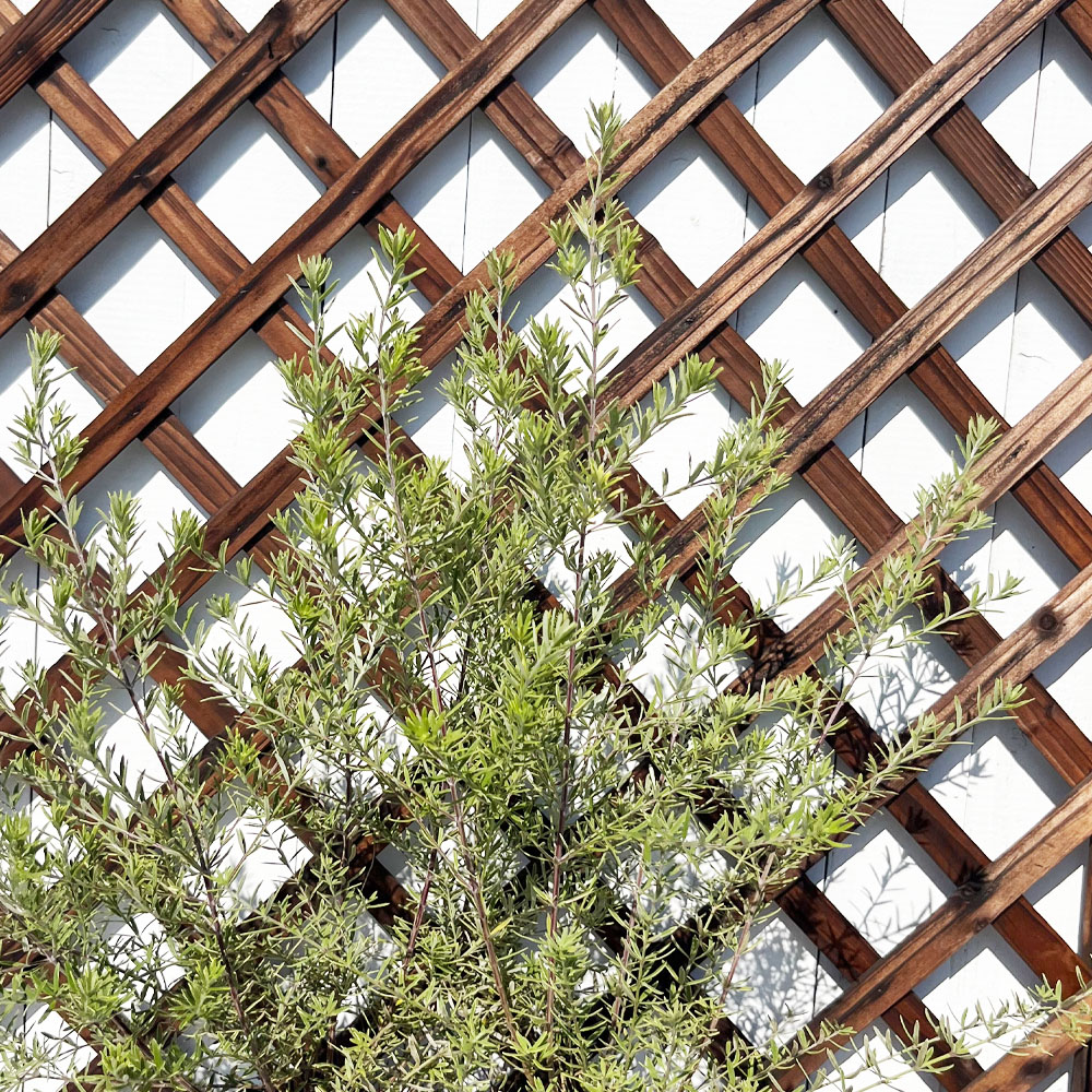 ウエストリンギア モーニングライト 2