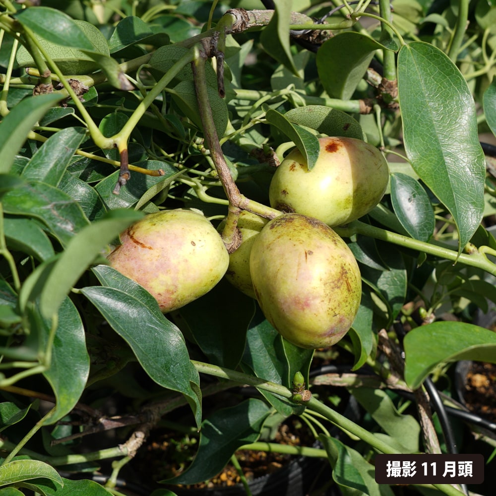 ムベ 選抜大実ムベ 2