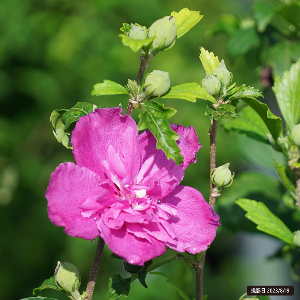 ムクゲ（木槿） 紅八重 2