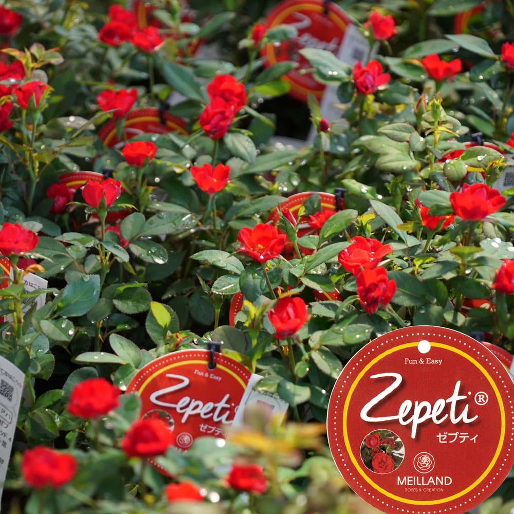 バラ ゼプティ Mini ミニバラ 苗 販売 苗木部 By 花ひろばオンライン
