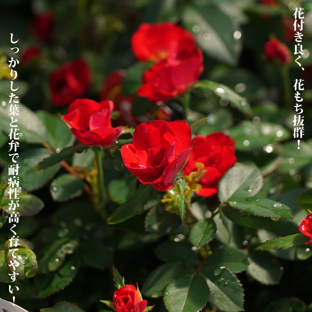 バラ ゼプティ レッド 