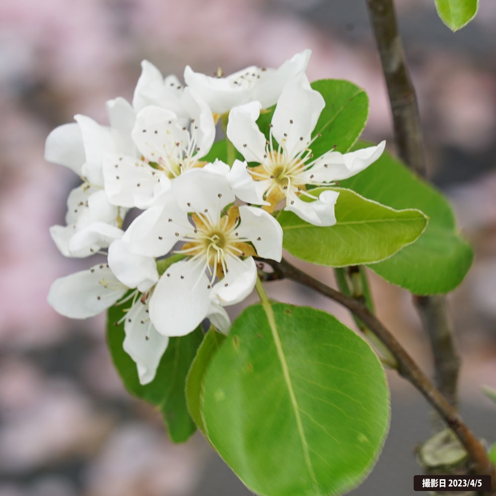 梨 ルレクチェ 2