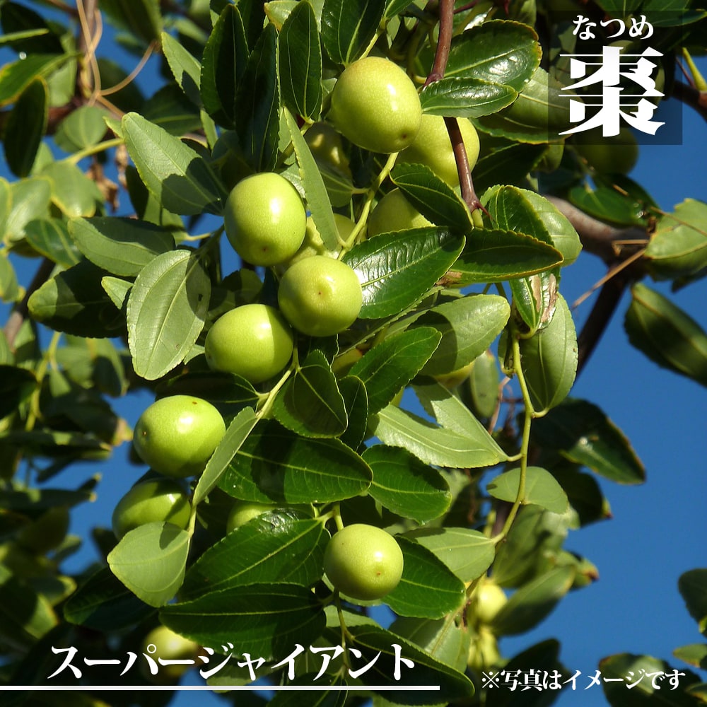 ナツメ スーパージャイアント 苗 販売 苗木部 By 花ひろばオンライン