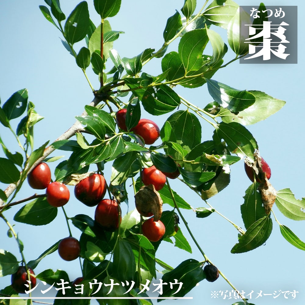 ナツメ シンキョウナツメオウ 苗 販売 苗木部 By 花ひろばオンライン