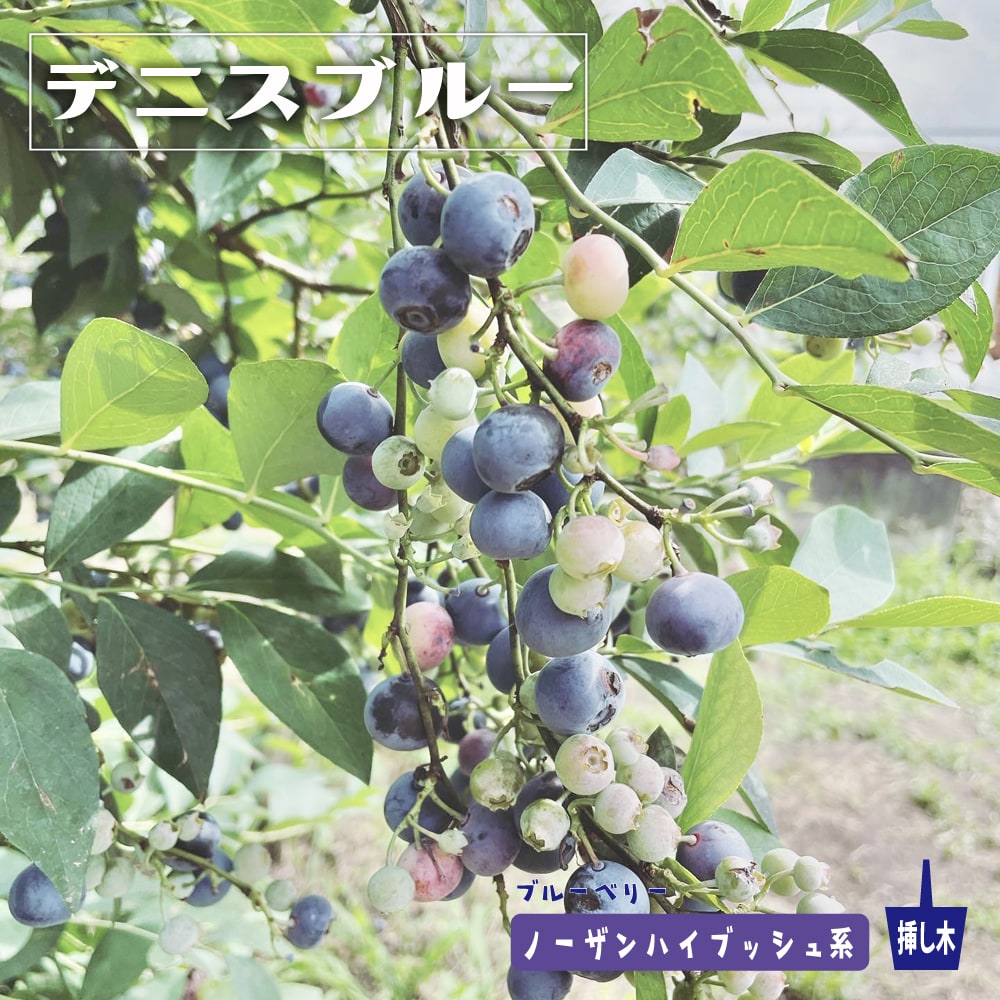 ブルーベリー ノーザンハイブッシュ系 デニース 苗 育て方 苗木部