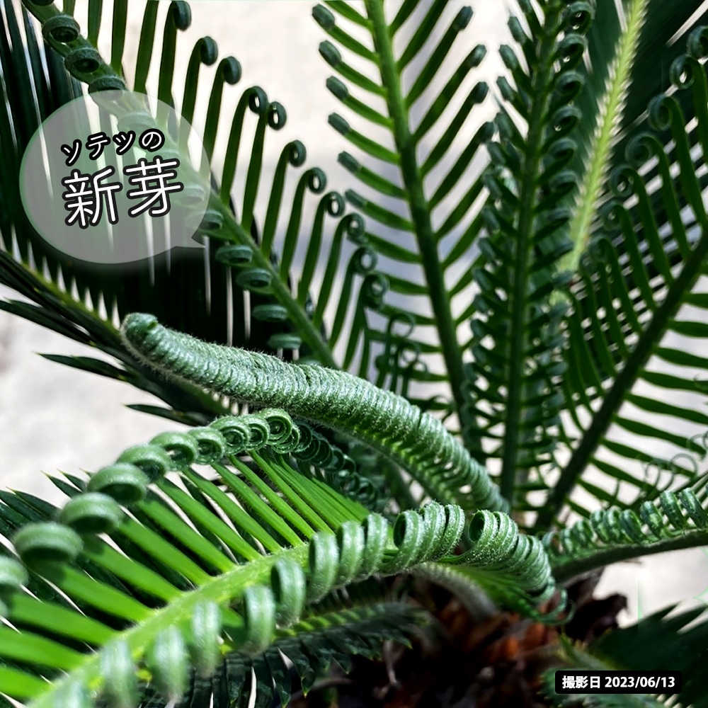 ソテツ 苗 鉢植え 苗木部 By 花ひろばオンライン