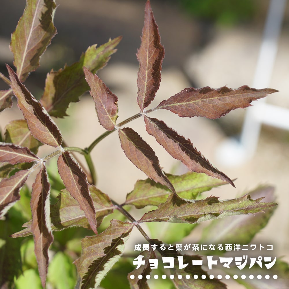 セイヨウニワトコ チョコレートマジパン 