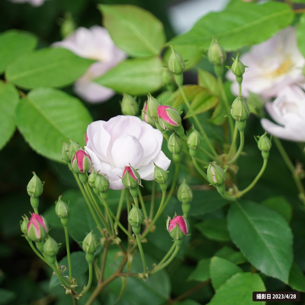 バラ オールドローズ ブラッシュノワゼット 苗 販売 苗木部 By 花