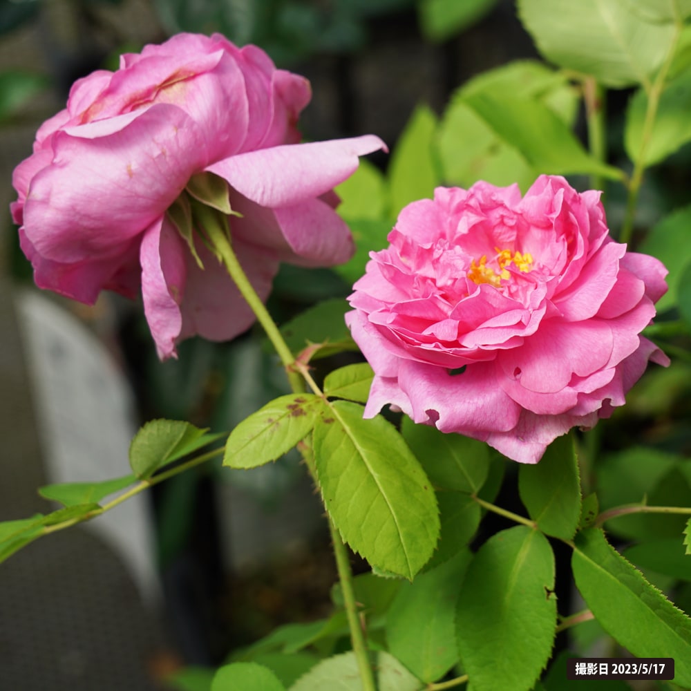 バラ ラレーヌヴィクトリア 1