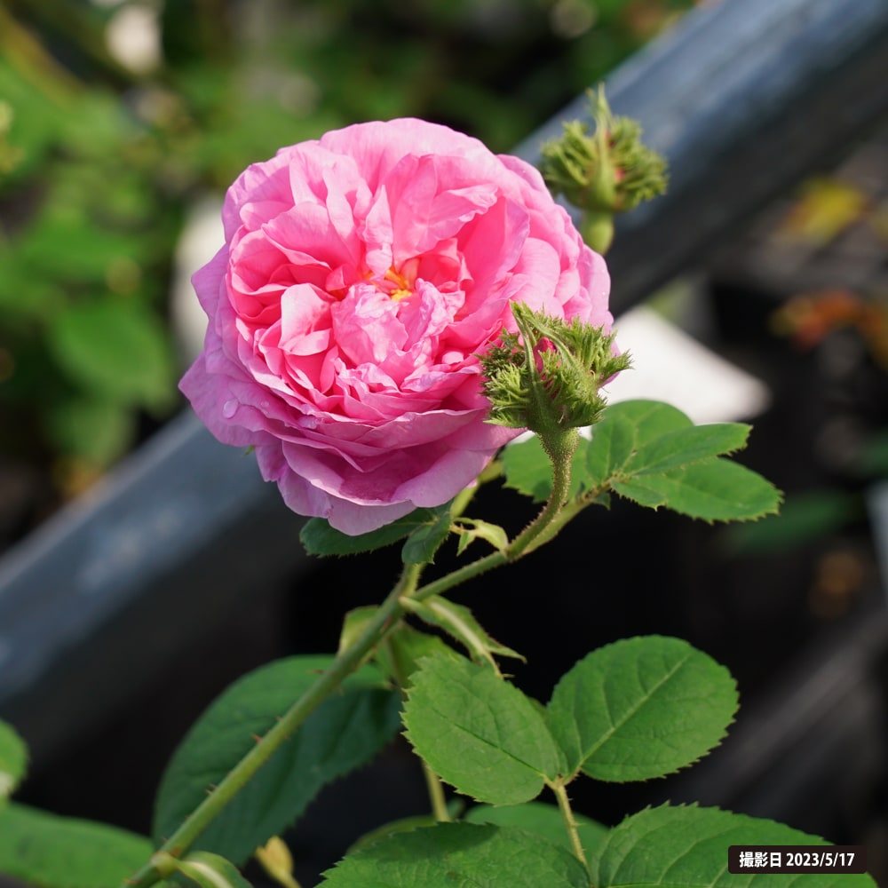 バラ シャポードナポレオン 2