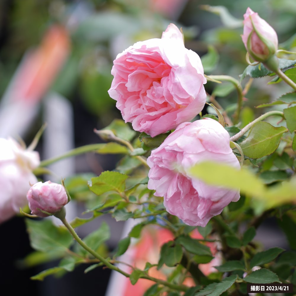 バラ デュセスドゥブラバン 1