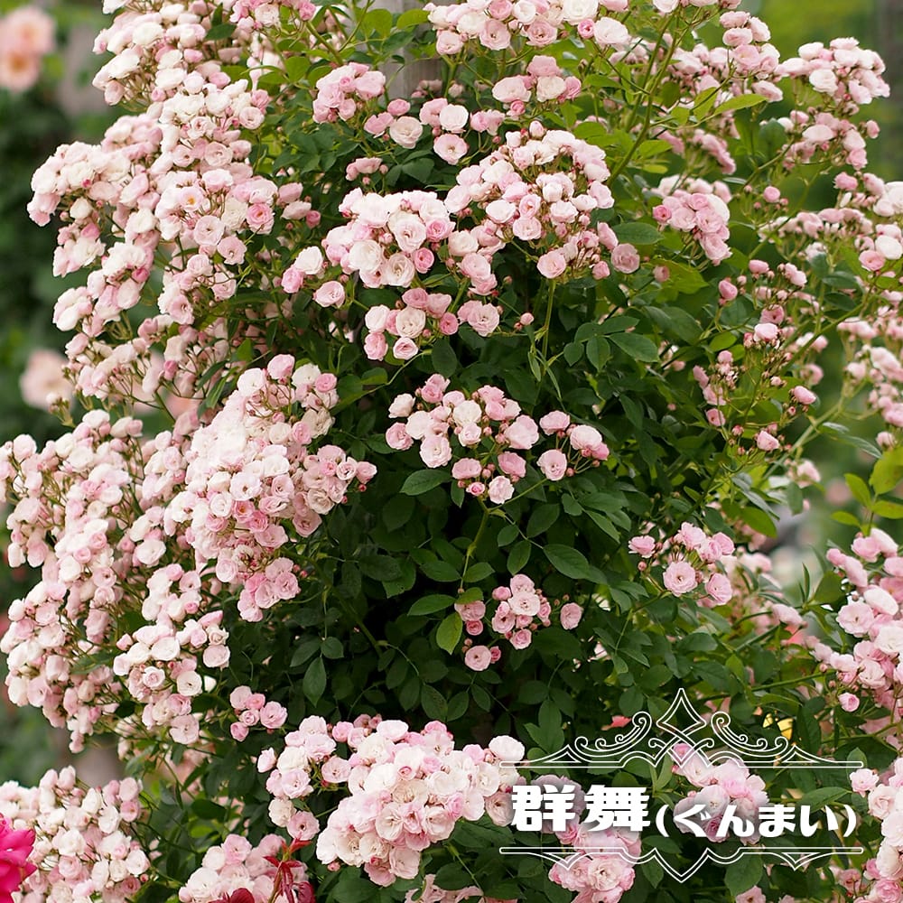 バラ 群舞 R ランブラー （つるバラ） 苗 販売 苗木部 By 花ひろば