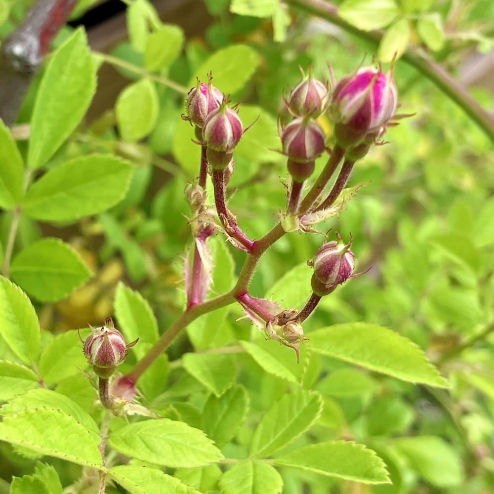 バラ モッコウバラ 白八重 1