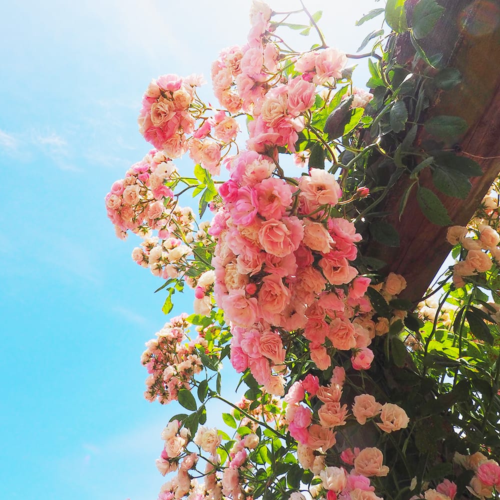 バラ モッコウバラ 白八重 2